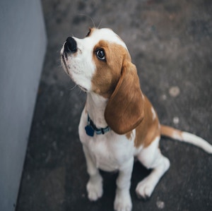 dog-profile-2